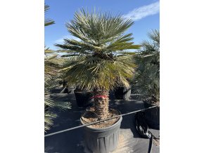 Chamaerops humilis Cerifera, Modrá trpasličí palma 240 cm