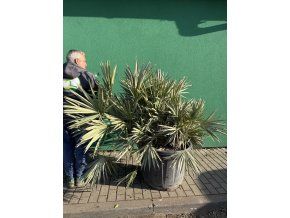 serenoa repens 160 cm