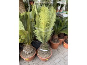 Dioon Edule 135 cm