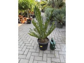 Encephalartos ferox