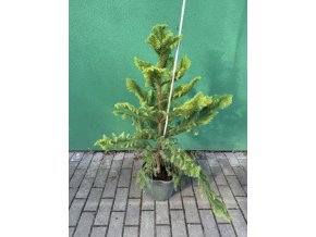 araucaria heterophylla