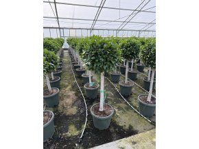 Ficus Nitida 170 cm