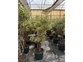 Dracaena song of india 170 cm