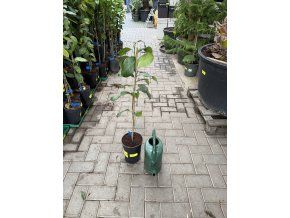 Citroník eureka 110 cm