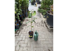 Citroník eureka 90 cm