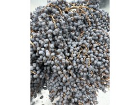 Trachycarpus fortunei semínka - 500 ks