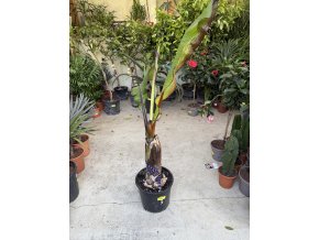 Musa Maurellii 120 cm
