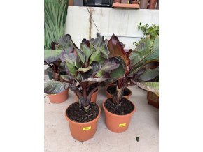 Musa Maurellii 80 cm