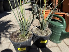 hesperaloe parviflora, -22°C, 20 cm, Žlutý květ