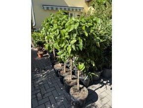 Grepovník , citrus paradisi. 150 cm