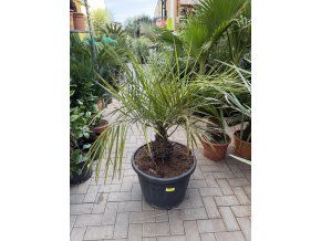 Jubaea Chilensis 120 cm