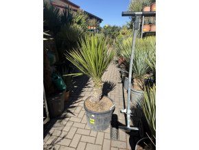 Yucca Filifera, 120 cm