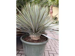 Hybrid Yucca rostrata X Yucca Rigida