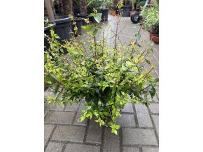 Abelia x Grandiflora 40 cm