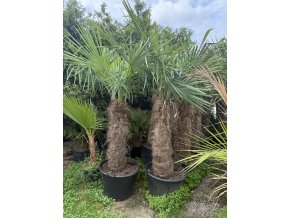 TRACHYCARPUS FORTUNEI Galícia, výška kmene 90-100 cm. 2. Jakost