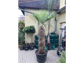 TRACHYCARPUS FORTUNEI Galícia, výška kmene 110-120 cm. 2. Jakost