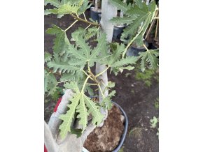Ficus Carica, "Ice Crystal"