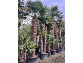 TRACHYCARPUS FORTUNEI Galícia, VÝŠKA 450 CM, KMEN 300 CM