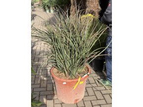 hesperaloe parviflora, -22°C premium