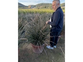 hesperaloe parviflora, -22°C premium