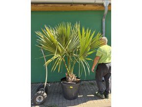Sabal Maritima 180 cm