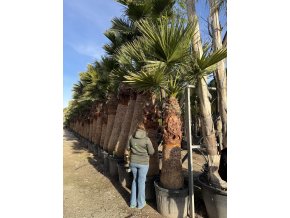 Washingtonia filifera 300 cm