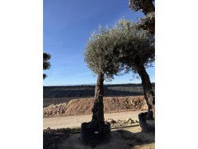 Olea europea - Olivovník 320 cm