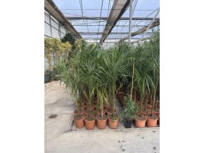 Roystonea Regia 150 cm