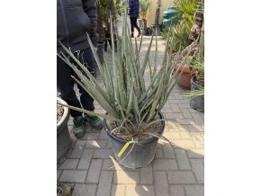 Yucca bacata 100 cm
