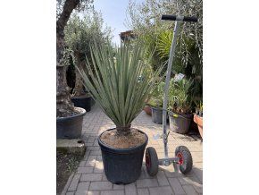Yucca Treculeana 120 cm