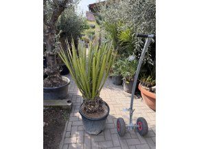 Yucca Carnerosana 130 cm