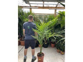 Archontophoenix alexandrae, 160 cm