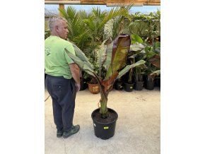 Musa Maurellii 150 cm