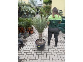 Yucca schottii