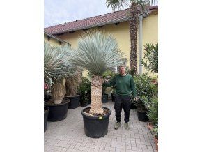 yucca rostrata 200 cm, vystříhaná