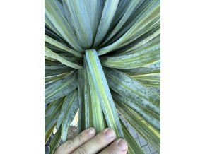 Yucca Rostrata X Variegata