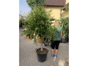 Punica granatum, granátové jablko 170 cm