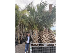 Sabal palmetto, Palmetto palma, původ palmy Španělsko. 300 cm