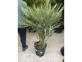 Chamaerops humilis, Žumara, 150 cm