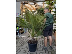 Chamaerops humilis, Žumara, 140 cm