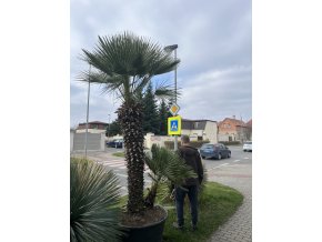 Chamaerops humilis, Žumara 290 cm