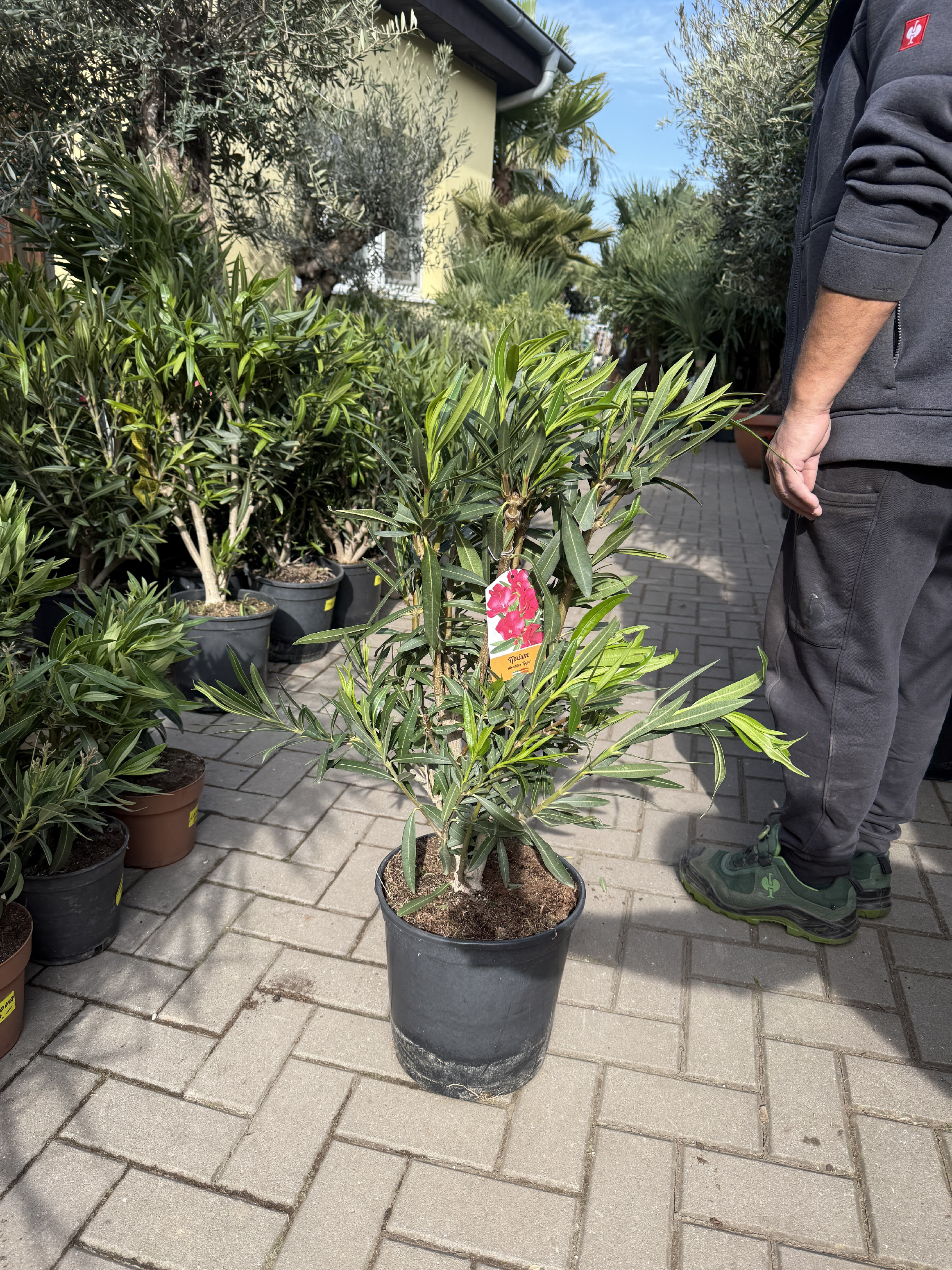 Nerium Oleander - Oleandr 80 cm - palmycasy.cz