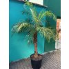 Phoenix roebelenii, Trpasličí datlová palma. 170-200 cm