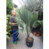 Sabal minor 150 cm