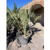 Sabal minor 150 cm