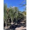 Sabal minor, Trpasličí Palmetto palma, původ palmy Španělsko.180 cm+