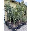 Sabal minor, Trpasličí Palmetto palma, původ palmy Španělsko.180 cm+