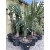 Sabal minor, Trpasličí Palmetto palma, původ palmy Španělsko.180 cm+
