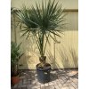 Sabal palmetto 240 cm