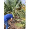 Sabal palmetto 240 cm